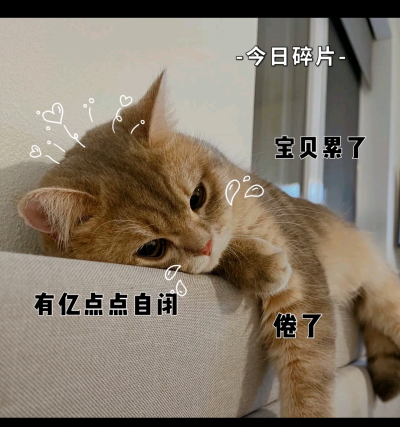 猫咪