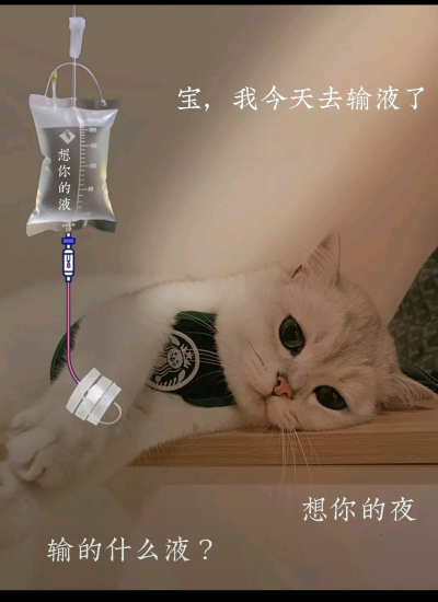 猫咪