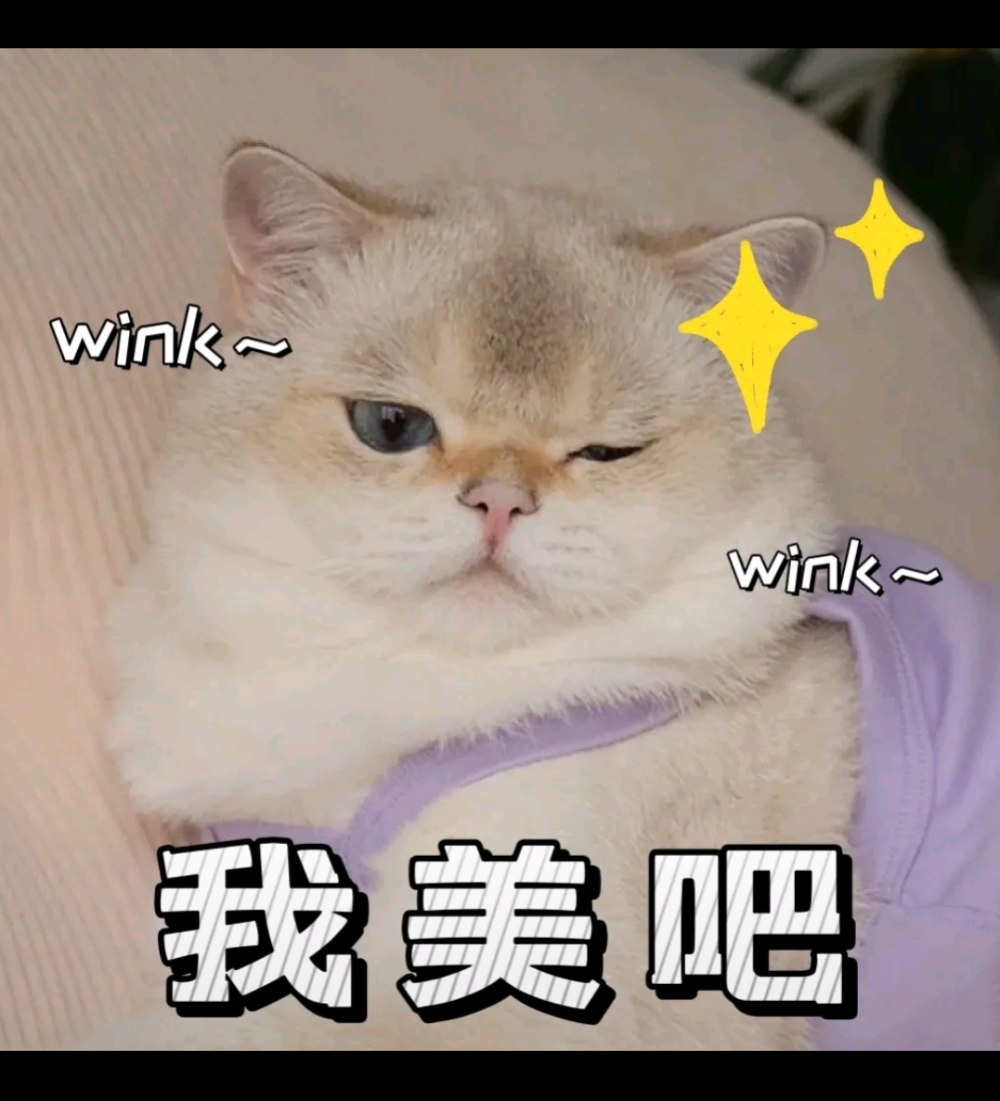 猫咪