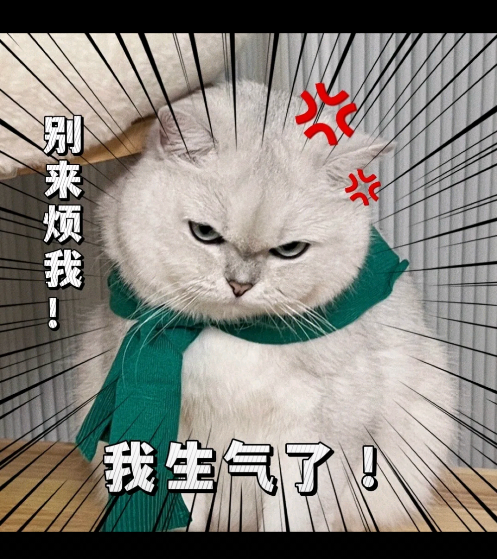 猫咪