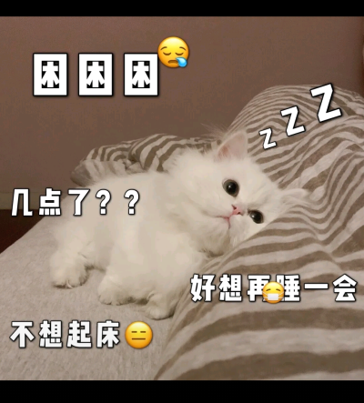 猫咪