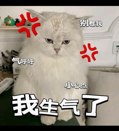 猫咪