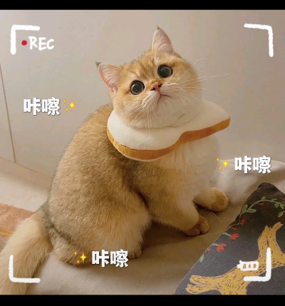 猫咪