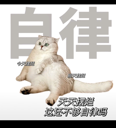 猫咪