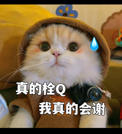 猫咪