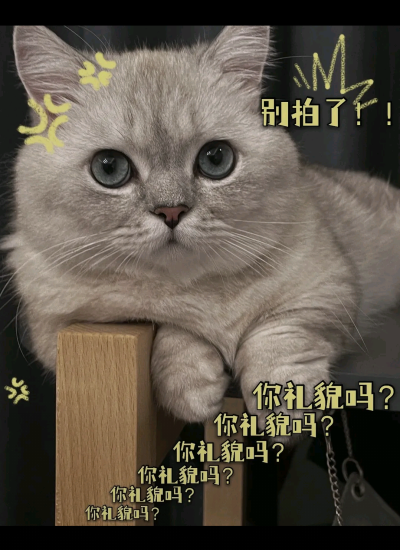 猫咪