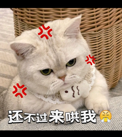 猫咪