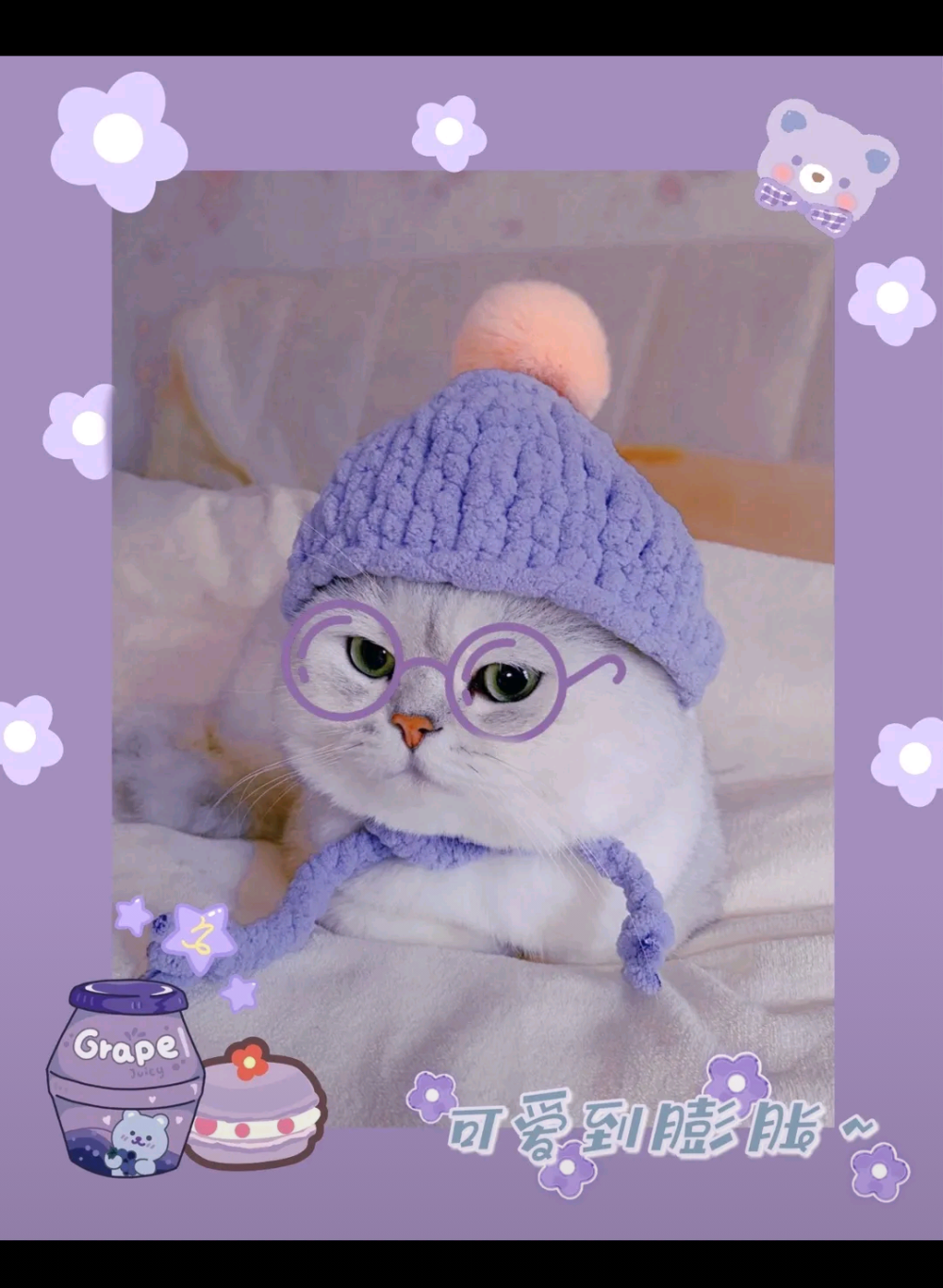 猫咪