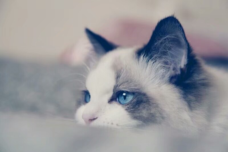 猫咪