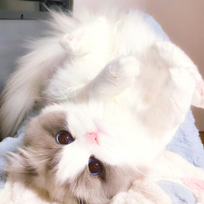 可爱头像