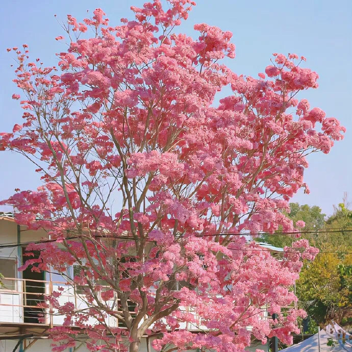 新壁纸（人间四月天）