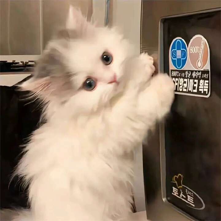 猫咪