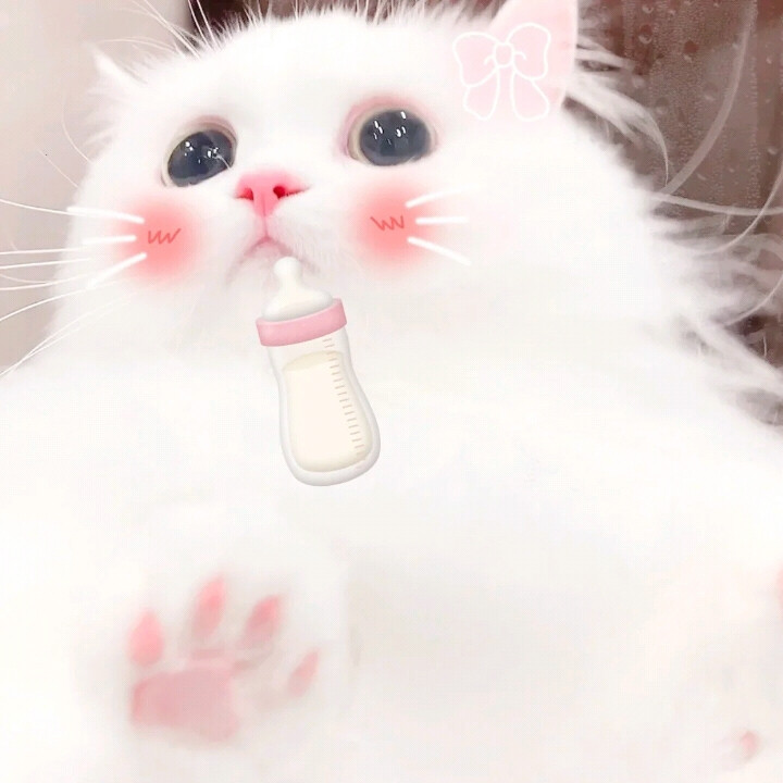 猫咪