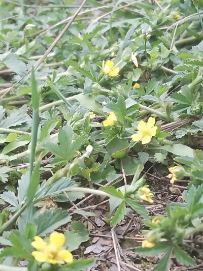 美丽的野花来啦！