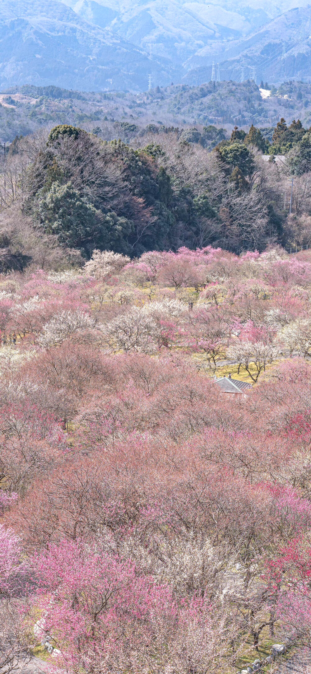 春日壁纸