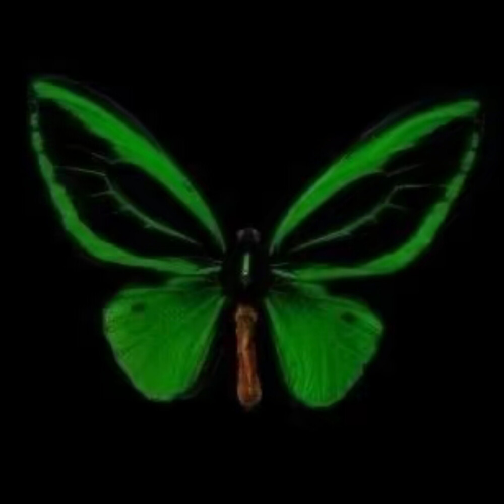 最近很喜欢蝴蝶