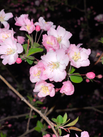 花花