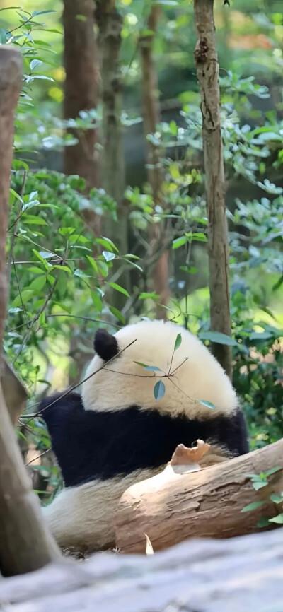 治愈系壁纸