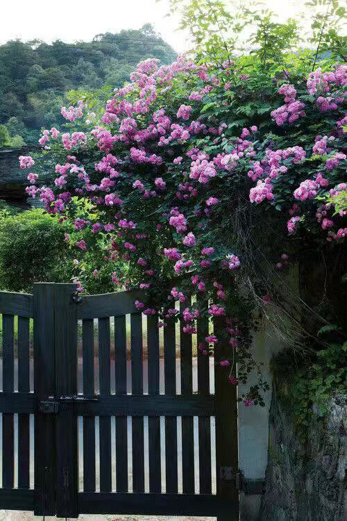 花做篱笆
诗意为墙
静守流年
嗅一院子的芬芳