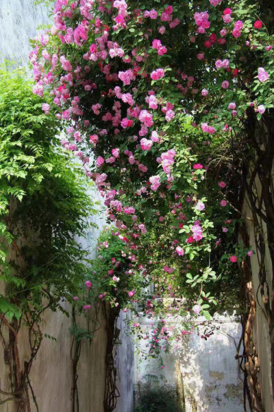 花做篱笆
诗意为墙
静守流年
嗅一院子的芬芳