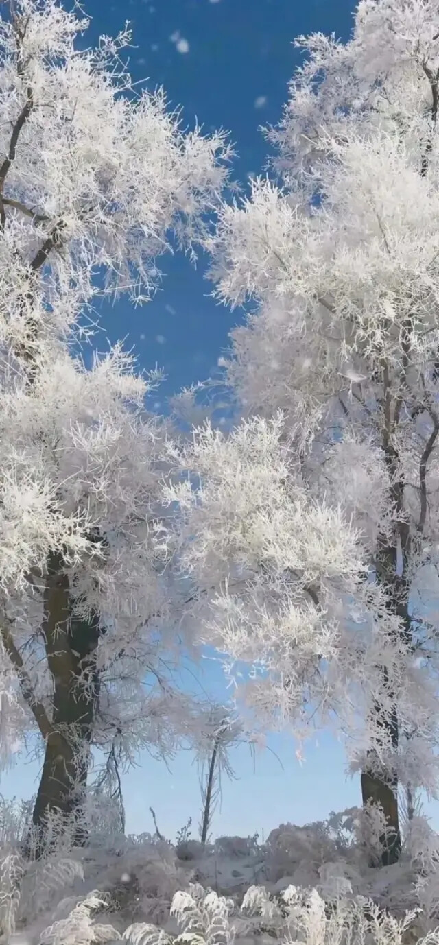 花花草草环境壁纸