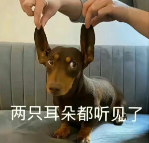 表情包