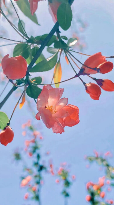 世间千万多花 各自芬芳就好