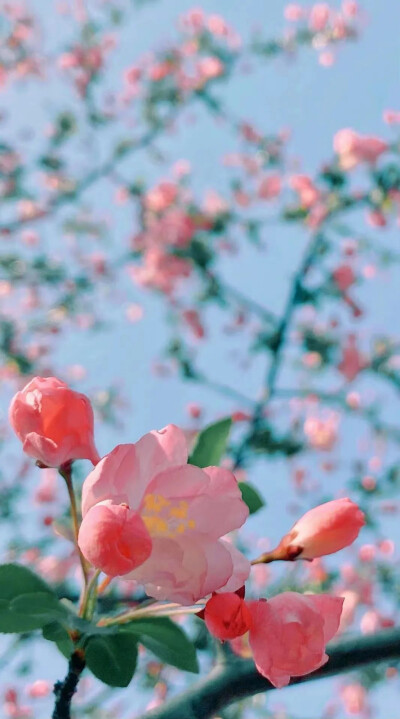 世间千万朵花 各自芬芳就好