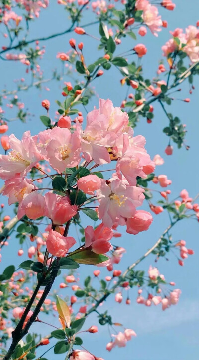世间千万朵花 各自芬芳就好
