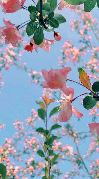 世间千万朵花 各自芬芳就好
