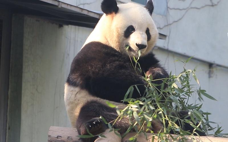 小天使+搞笑男+阳光开朗大男孩+高智商+高颜值的熊猫谁能不爱！么么儿简直就是我的梦中情熊