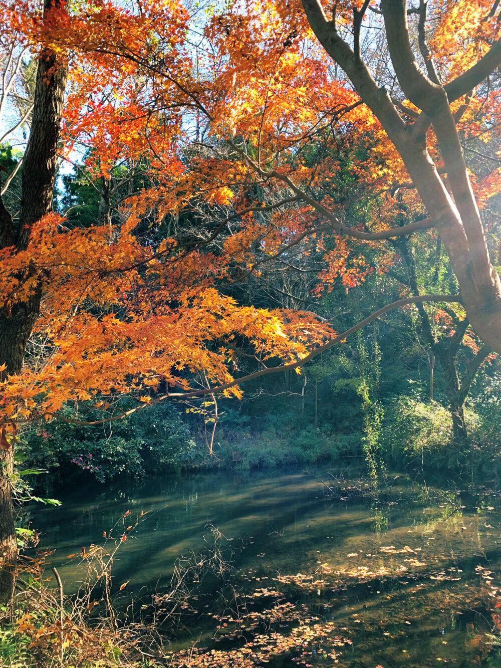 日本 twi nerimonmon 田舎最高