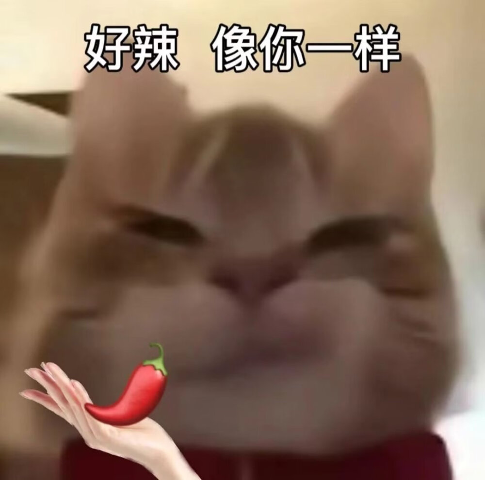 歪嘴猫表情包1