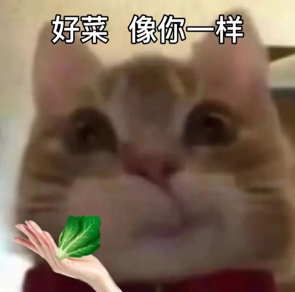 歪嘴猫表情包1