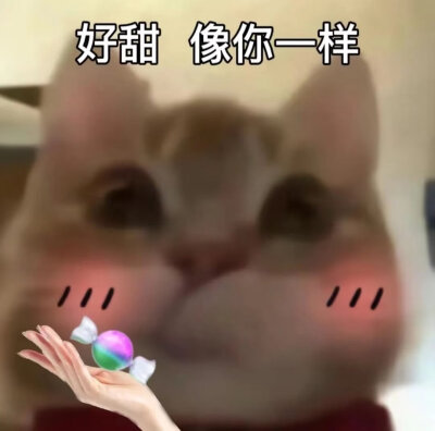 歪嘴猫表情包1