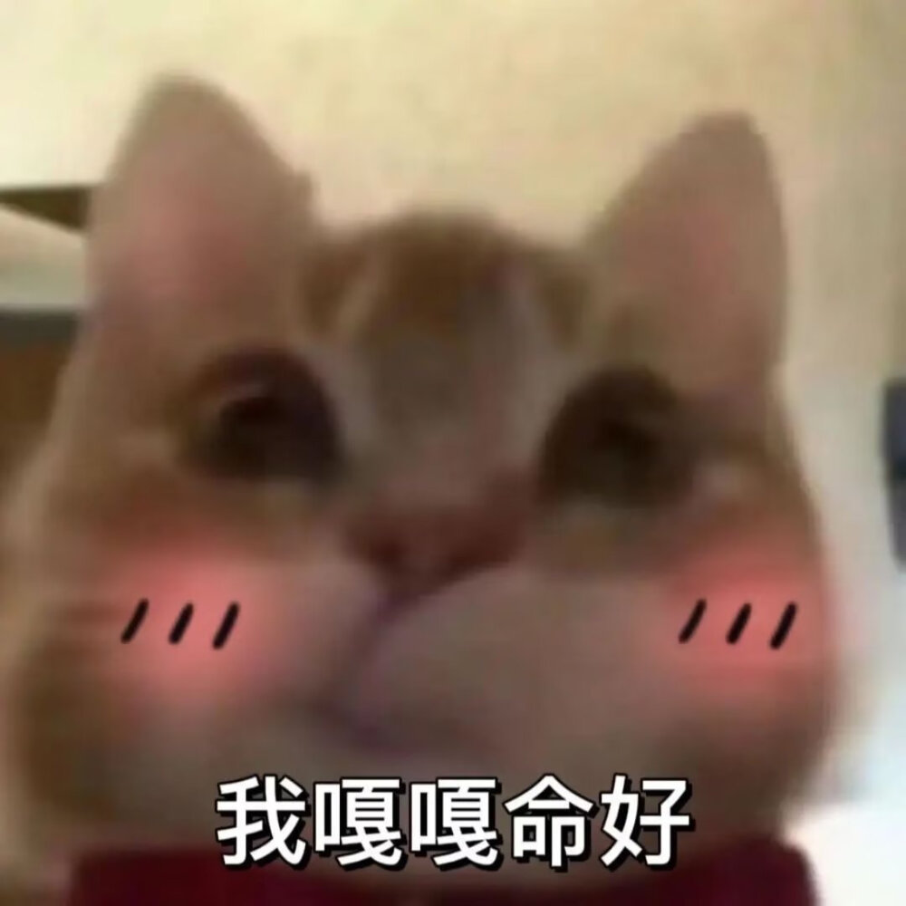 歪嘴猫2