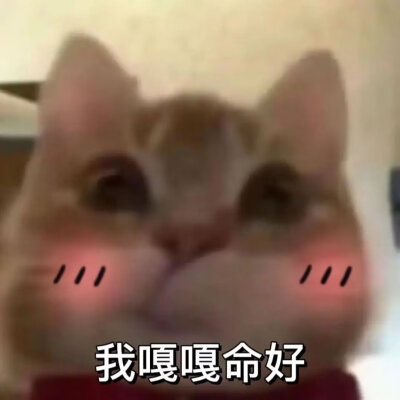 歪嘴猫2