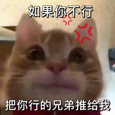 歪嘴猫2