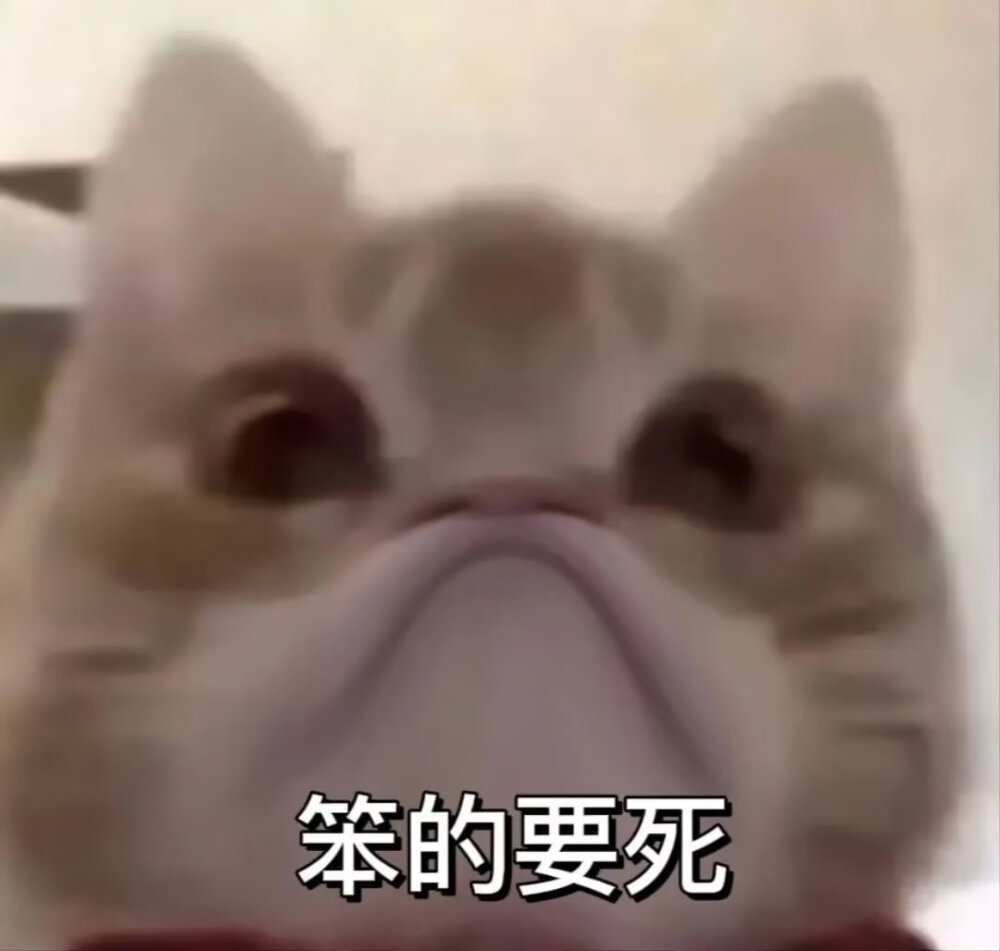 歪嘴猫2