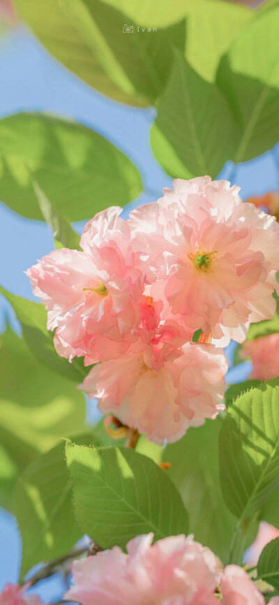 春日樱花壁纸