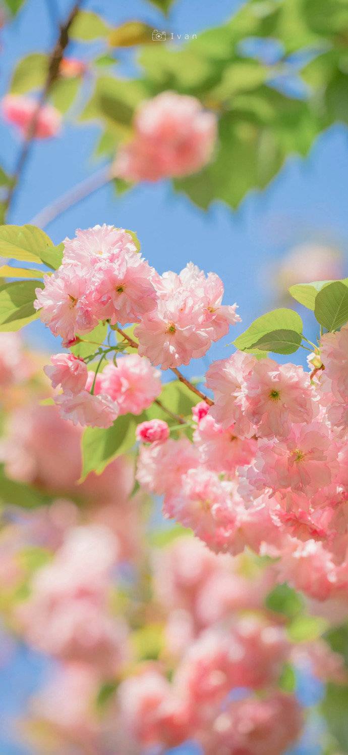 春日樱花壁纸