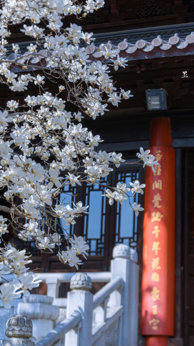 细香清艳谁裁剪
「灵谷寺·玉兰」 ​
摄影@：anileo墨