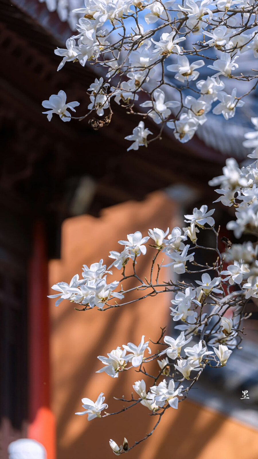 细香清艳谁裁剪
「灵谷寺·玉兰」 ​
摄影@：anileo墨