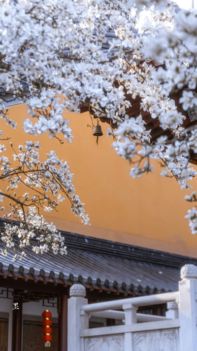 细香清艳谁裁剪
「灵谷寺·玉兰」 ​
摄影@：anileo墨