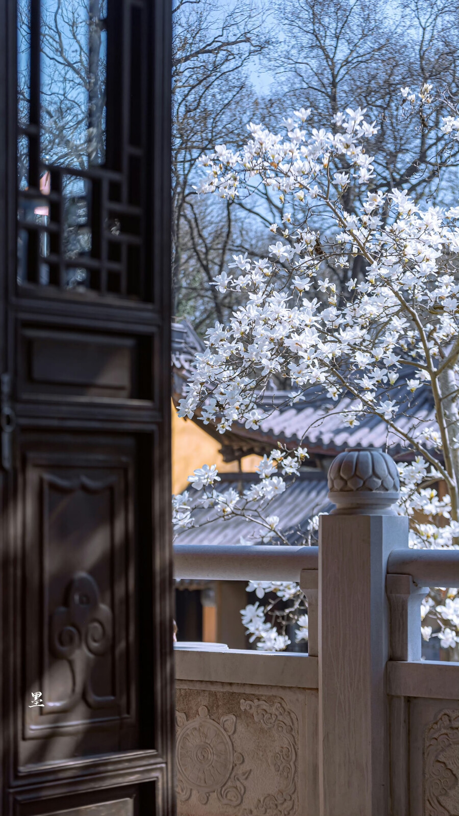 细香清艳谁裁剪
「灵谷寺·玉兰」 ​
摄影@：anileo墨