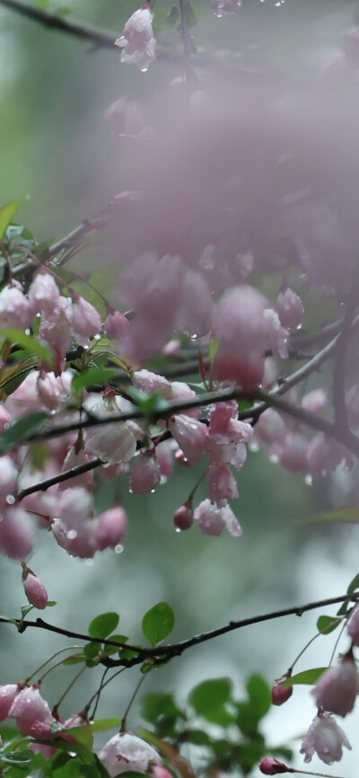 天青色等烟雨