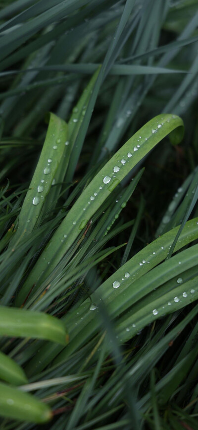 天青色等烟雨