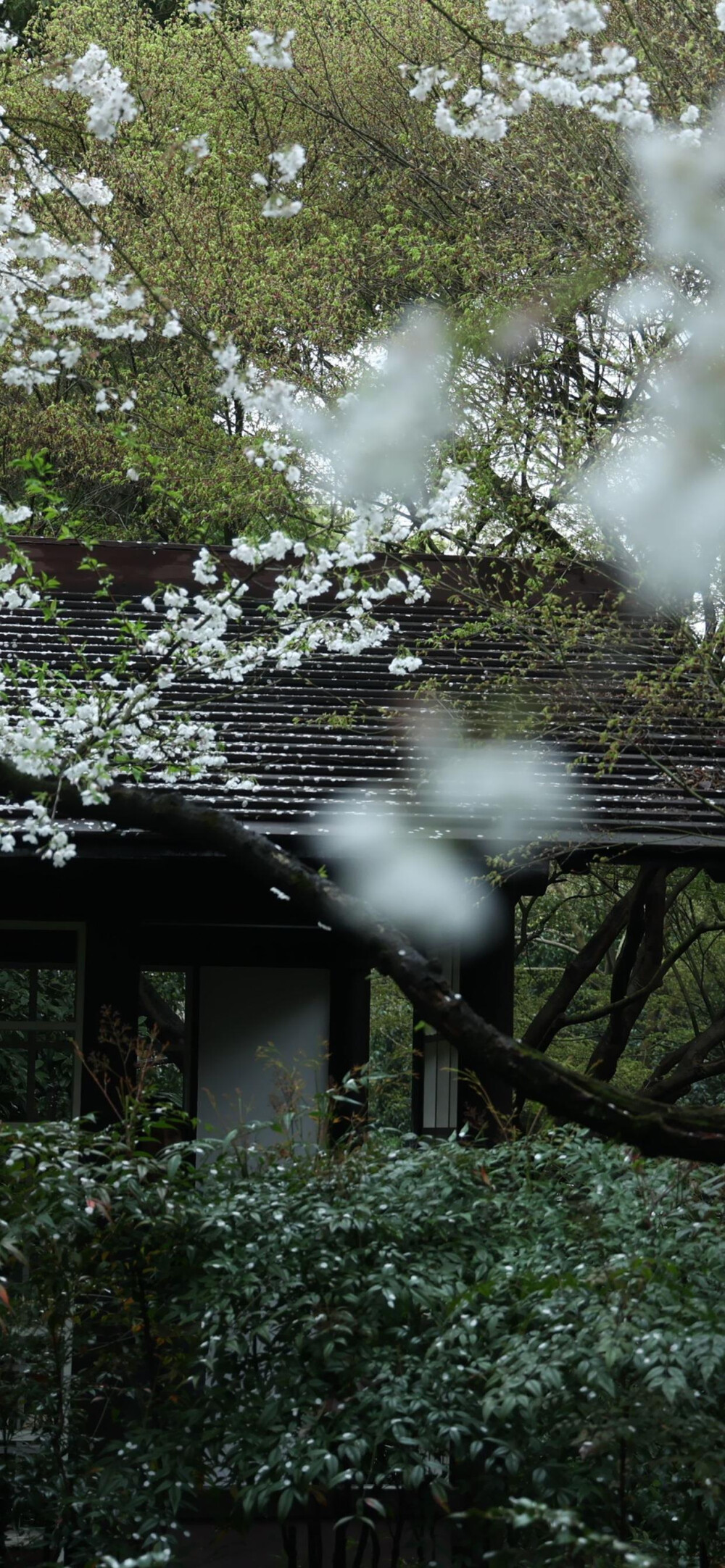 天青色等烟雨