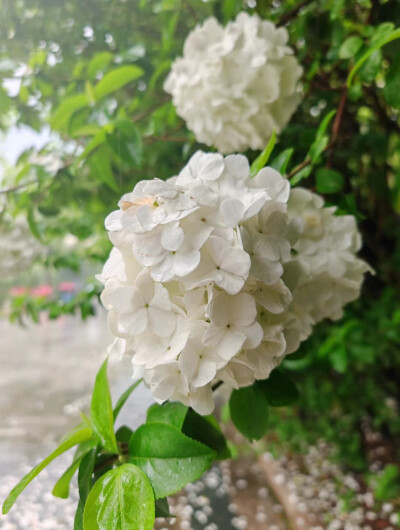 南朝四百八十寺.多少楼台烟雨中。