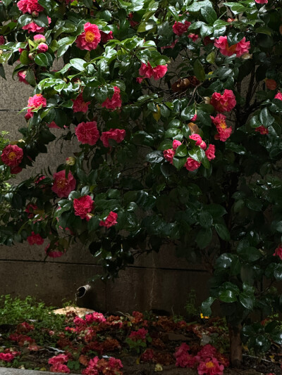 喜欢下雨天 爱打着伞走在雨中 因为喜欢所以不嫌它的麻烦